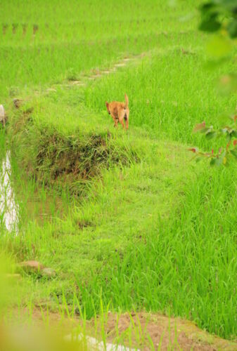 A dog in a rice paddy.