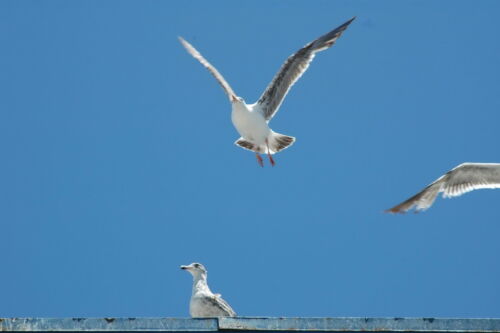GullFly2