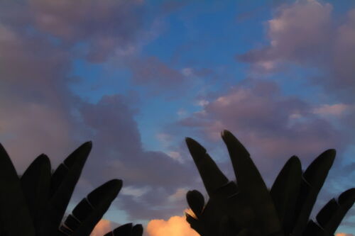KA1-PalmFrondSunset