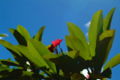 KA1-RedFlowerBlueSky