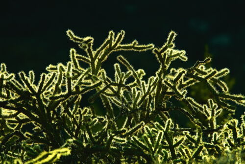LV1-CactusLight3