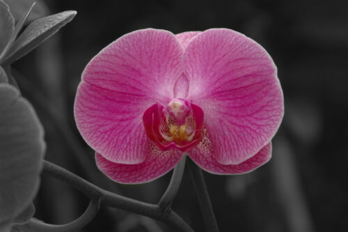 OrchidBird