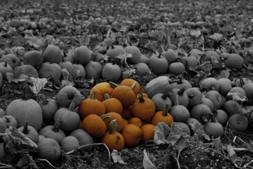 Pumpkin