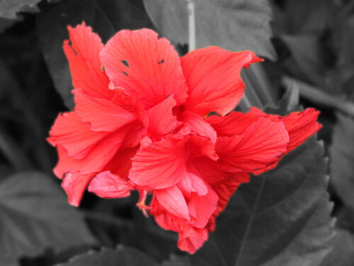 RedFlower22d