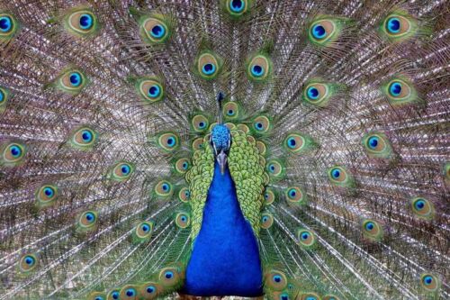 Peacock4