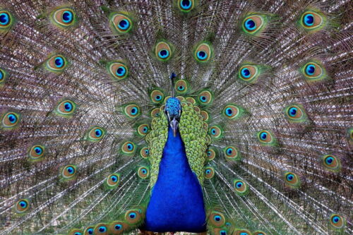 0111 Peacock